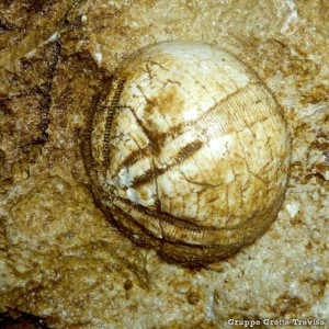 Riccio fossile in Buso della Rana